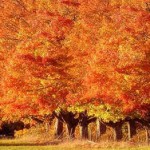 autumn